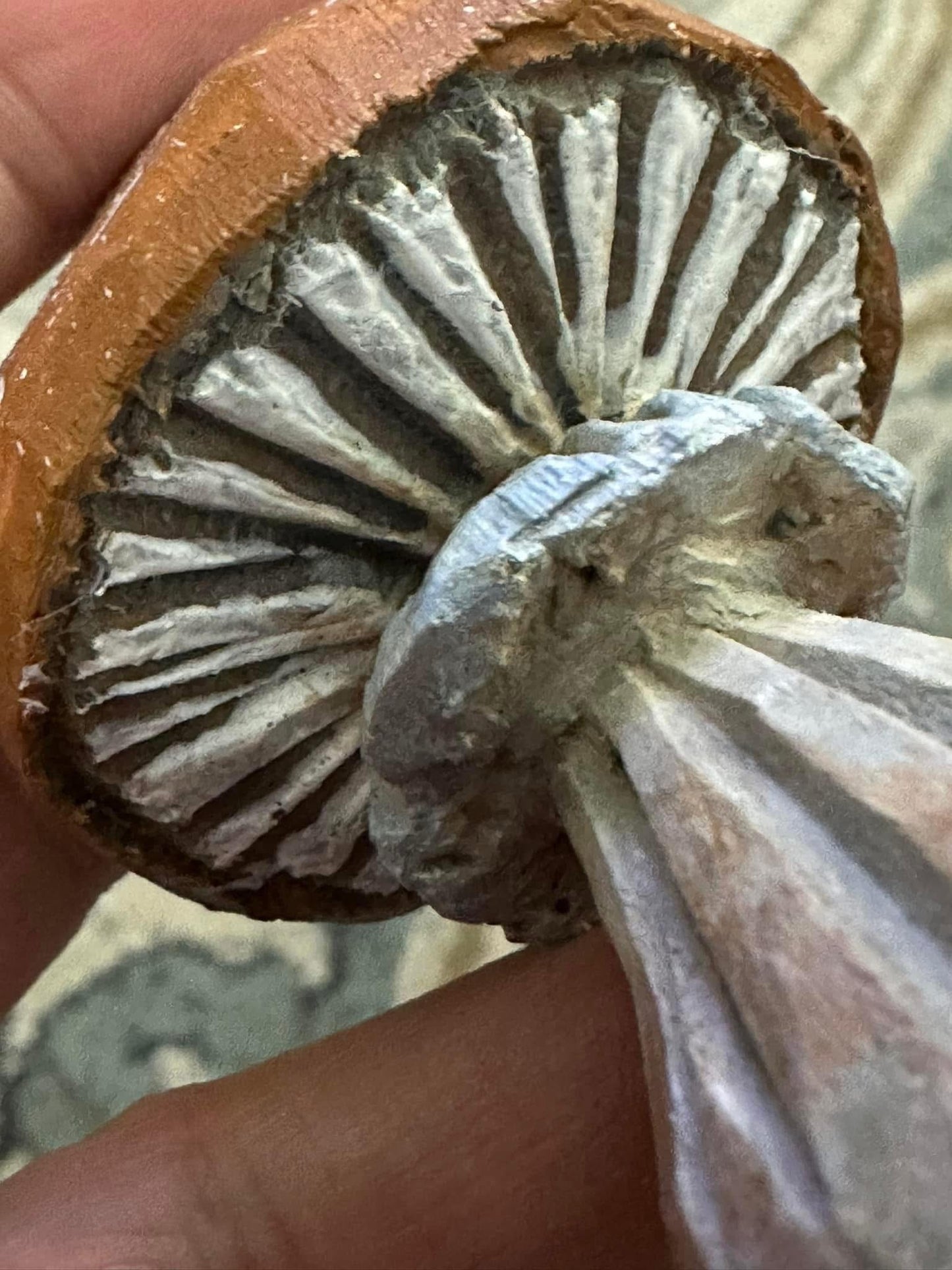 Hand carved Mushroom set of 2 (pre order)