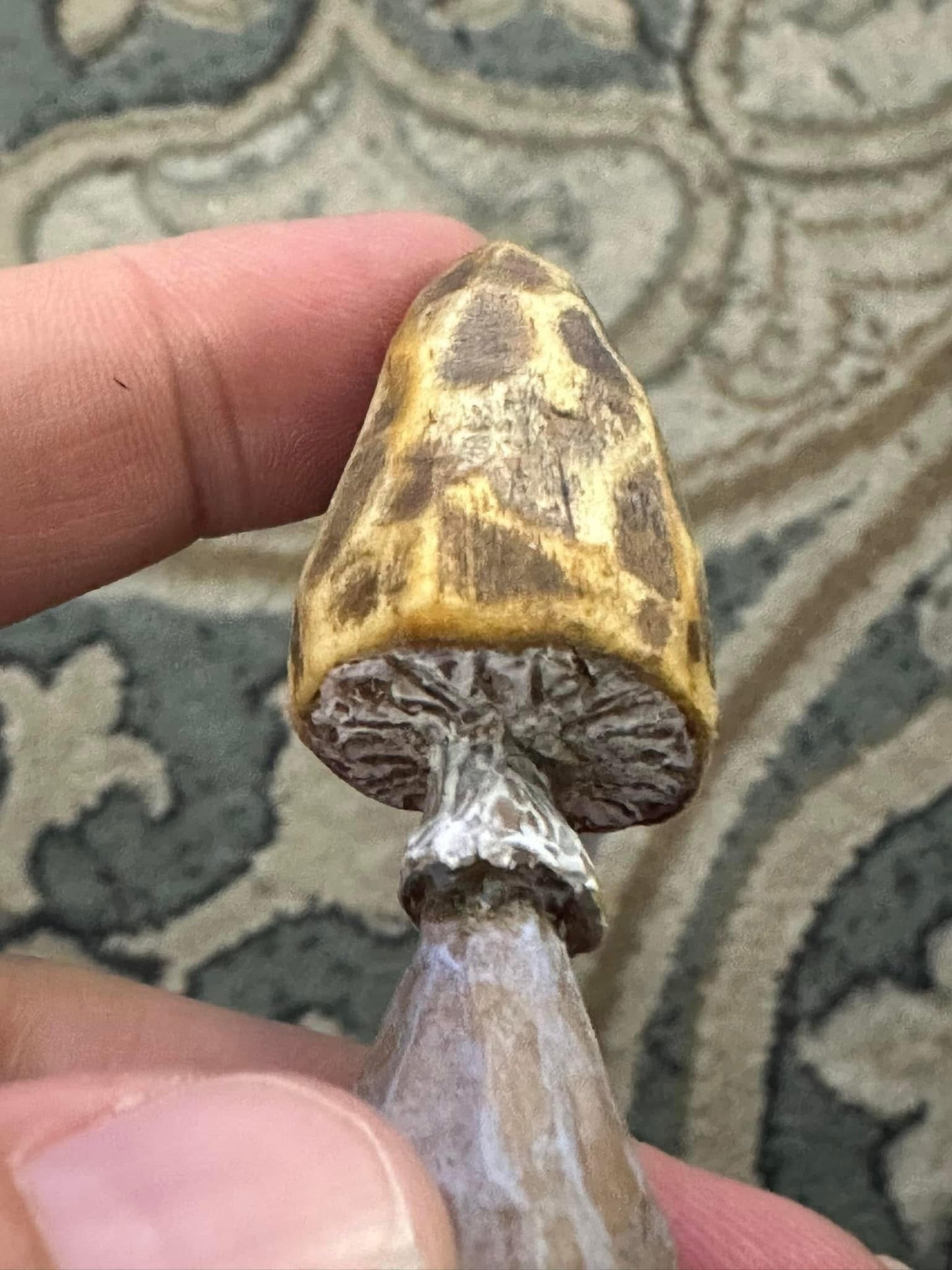 Hand carved Mushroom set of 2 (pre order)