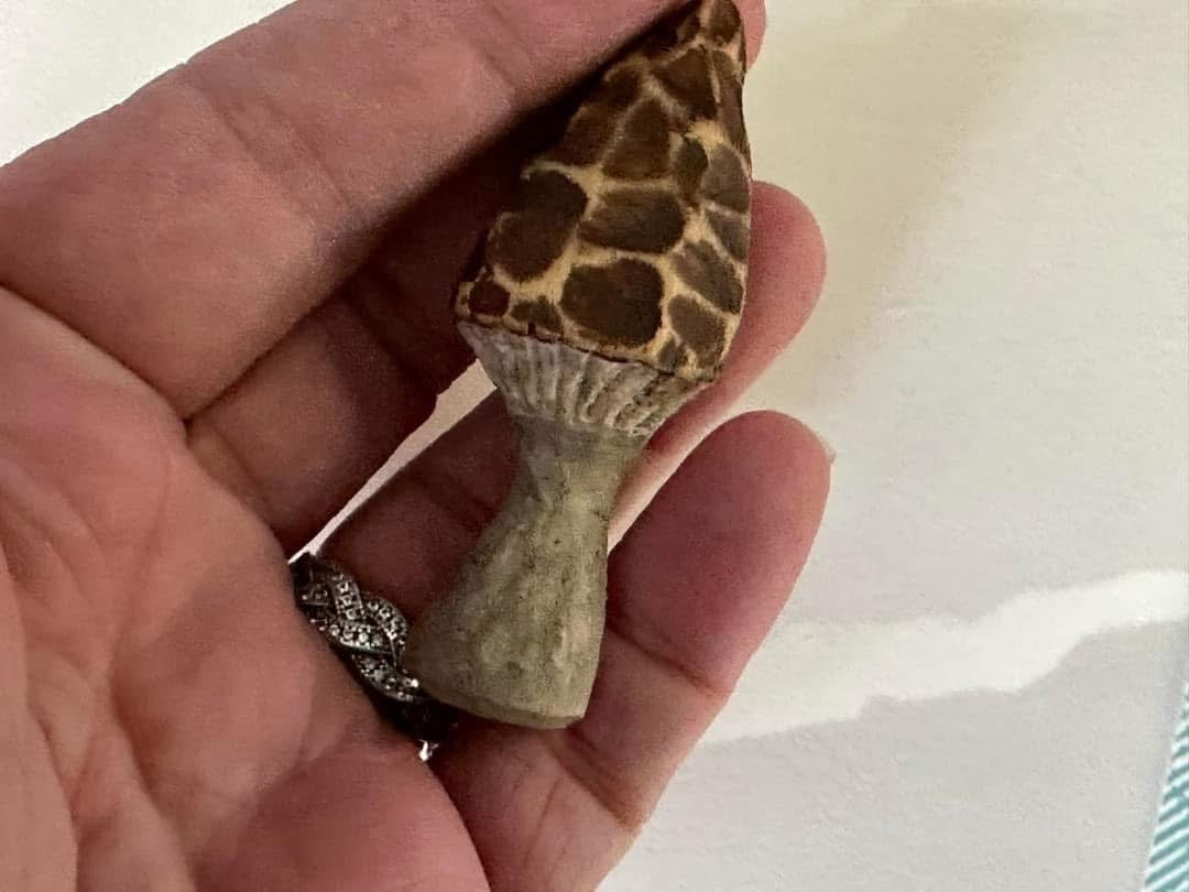 Hand carved mushroom magnet set